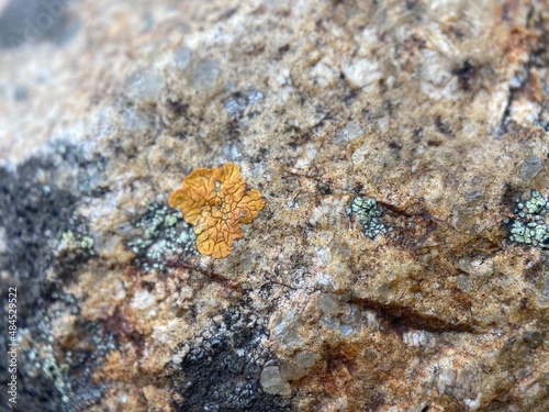 Closeup of yellow coloured lichen on a rock.