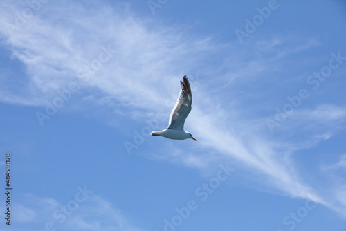 White and gray seagull flying with one wing visible. Looking at the underneath side of the bird as it flys overhead.