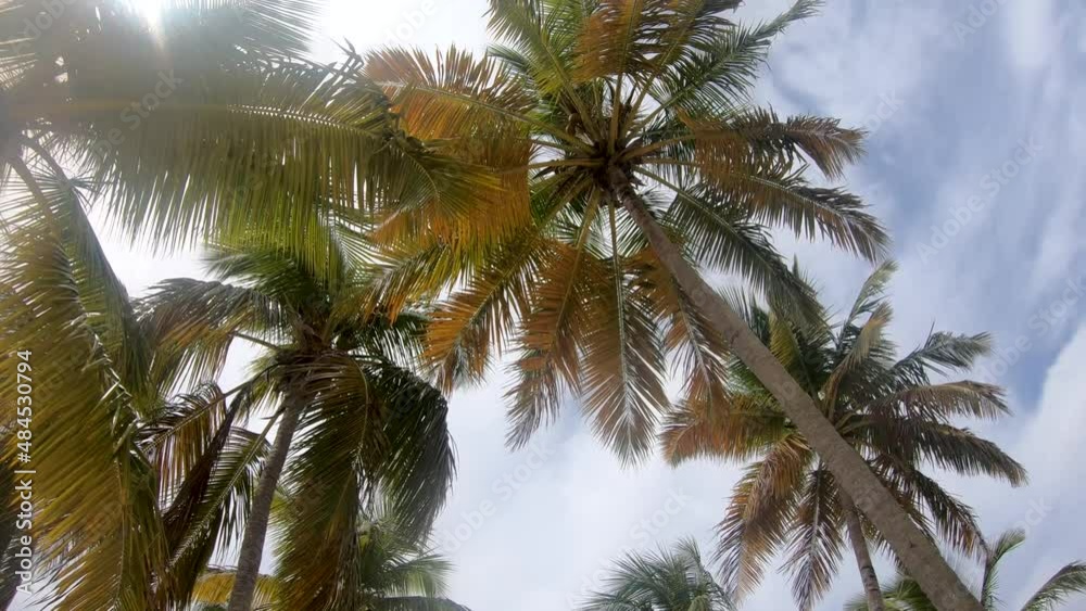 Palms trees on the beach and beautiful sunlight. Palms trees on the beach and beautiful sunlight.