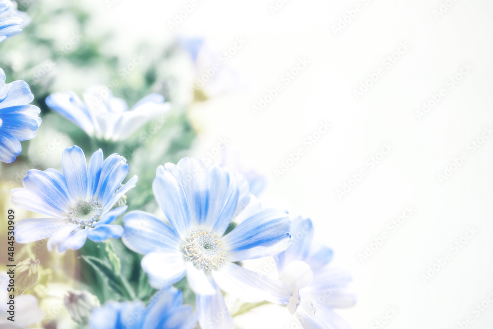 柔らかな青い花 サイネリア 花の背景 柔らかな青い花 サイネリア 花の背景