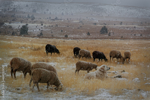 Sheep grazing in snow © Paul Freidel 