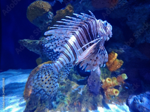 lionfish swimming around the coral