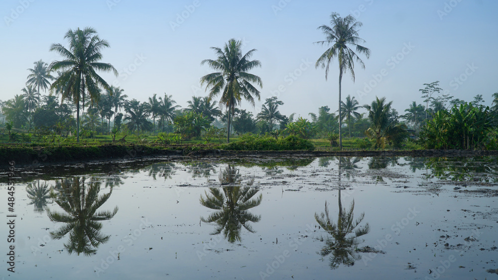 Three coconut trees in the clear sky. There is a reflection in the water that inundates the rice fields Three coconut trees in the clear sky. There is a reflection in the water that inundates the rice fields
