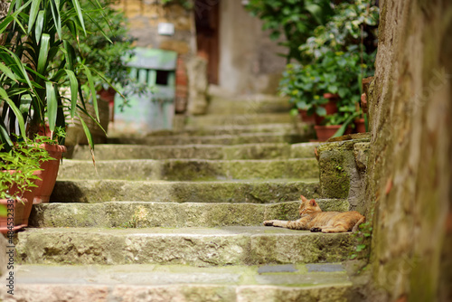 Fototapeta Naklejka Na Ścianę i Meble -  Cat sleeping in the street of Sorano, an ancient medieval hill town hanging from a tuff stone over the Lente River. Etruscan heritage.