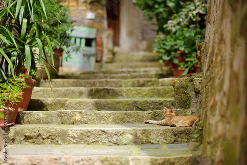 Cat sleeping in the street of Sorano, an ancient medieval hill town hanging from a tuff stone over the Lente River. Etruscan heritage.