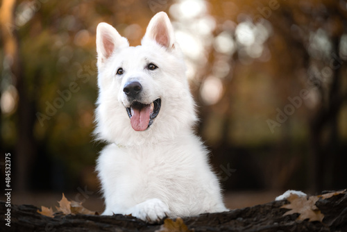 Biały owczarek szwajcarski - portret psa