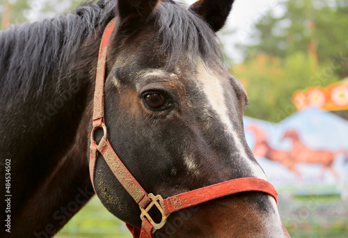 The horse's head is in check