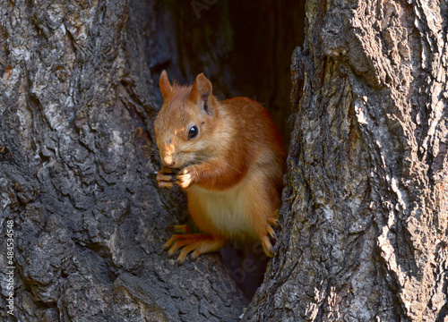 A squirrel in a hollow tree. © ArhSib