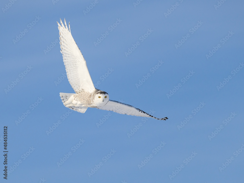 Obraz premium Female Snowy Owl in Flight on Blue Sky in Winter