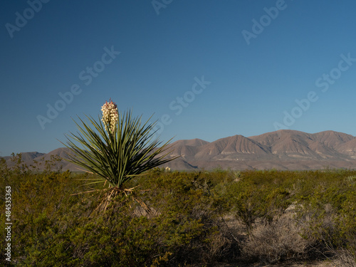 Large Blooming Faxon Yucca in Big Bend National Park, Texas