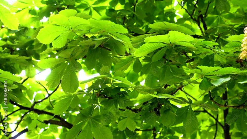 Slow motion shot of beautiful green leaves swaying in the wind Slow motion shot of beautiful green leaves swaying in the wind