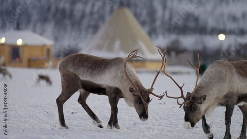 Reindeer couple with big antlers interact and search for food on snow, close up photo