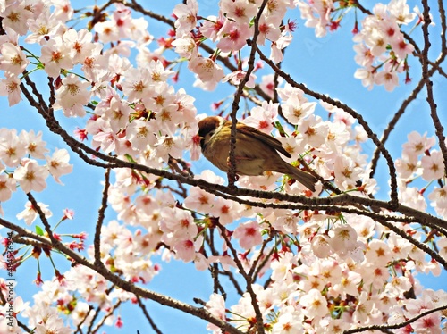 Flower and sparrow in spring photo