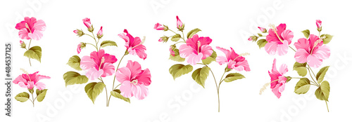Set of differents hibiscus on white background.