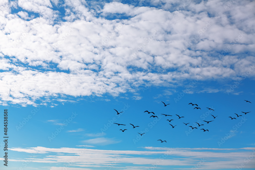 Birds at sky with clouds. Flying flock of birds
