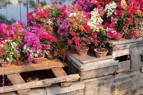 Old river boats with flowers during lunar new year celebrations and floating flower market