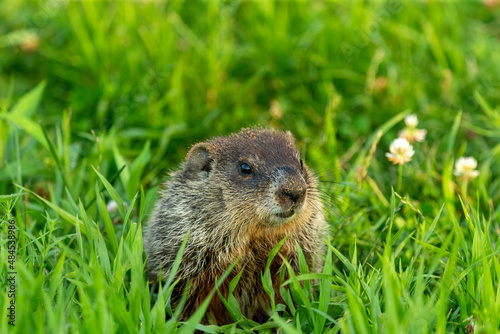 The groundhog (Marmota monax), also known as a woodchuck.