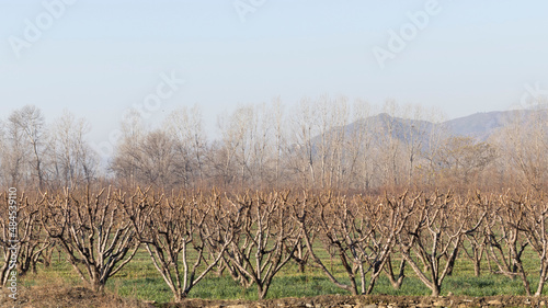 Canvas Print Peach orchard leafless trees in the winter