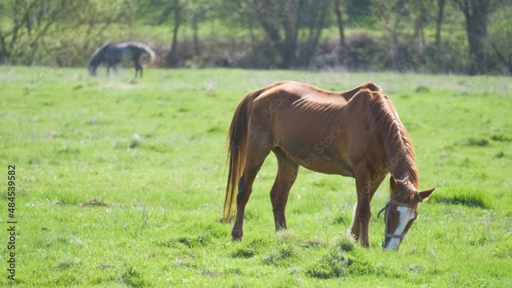 Thin chestnut horse eating grass while grazing on farm grassland pasture Thin chestnut horse eating grass while grazing on farm grassland pasture