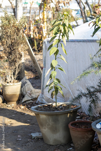 Avocado small plant in a pot photo