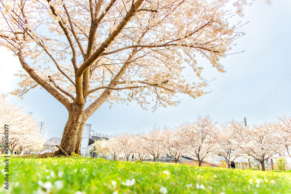 Fototapeta premium 桜が散る公園で花見