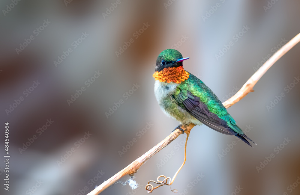 Fototapeta premium Ruby Throated Hummingbird showing off its necklace