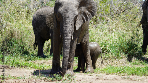 Elephants Tarangere Safari photo