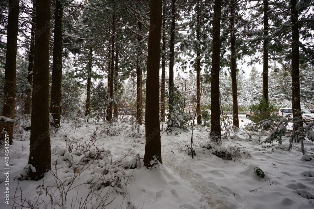 Fototapeta premium snow-covered scene in cedar woods
