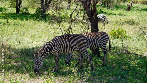 zebra in the grass