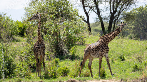 giraffe in the savannah