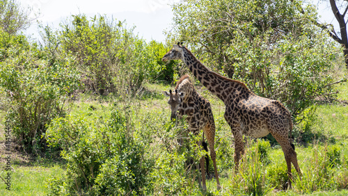 giraffe eating grass