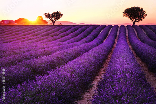 Sunset over blooming fields of lavender. Blooming lavender fields near Valensole in Provence, France. Rows of purple flowers