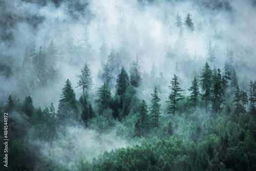 View of foggy mountains. Forested mountain slope in low lying cloud © Andrii Vergeles