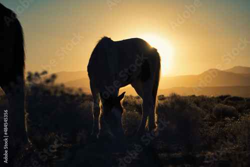 Piebald Silhouette Nevada Mustang