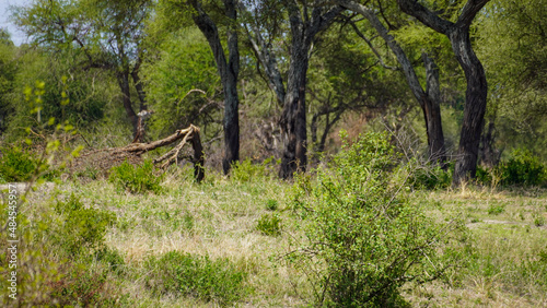 animal in the woods