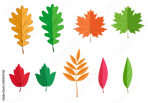 Set of seasonal color leaves. Isolated vector illustration