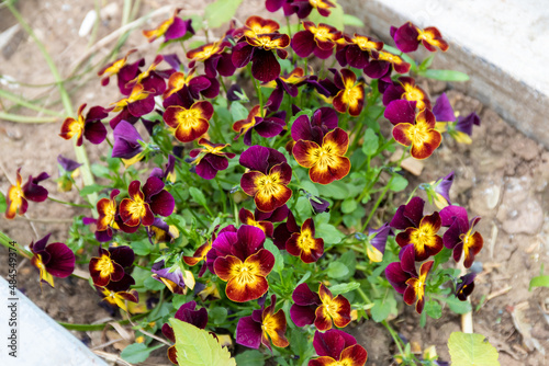 Magnificent fiery bright bush of small viola of yellow and burgundy flowers  top view