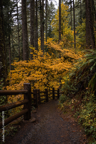 Hiking trail path through beautiful autumn forest in Oregon