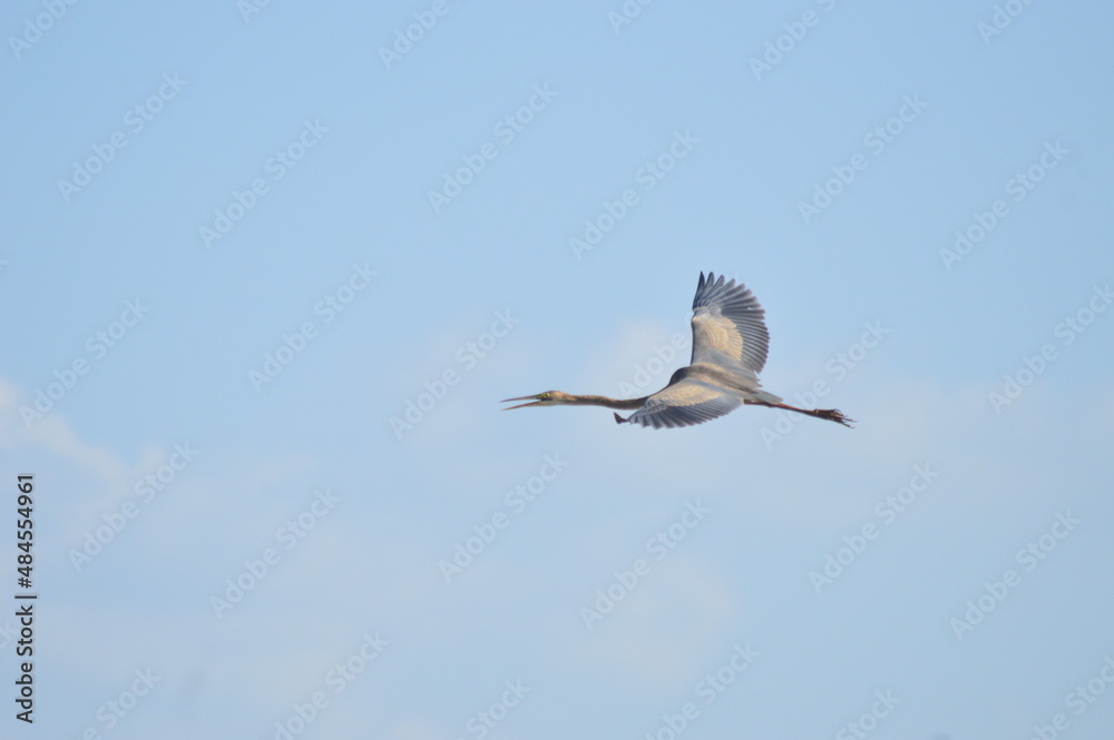 Obraz premium Grey heron on flight in the blue sky