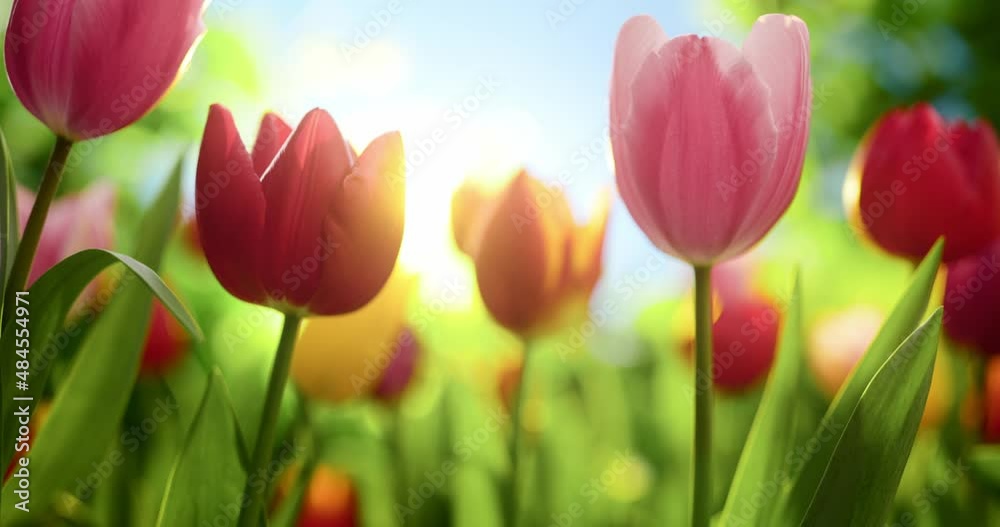 Landscape of blooming tulips field in spring in the morning