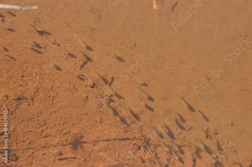 Small fishes in the stream 