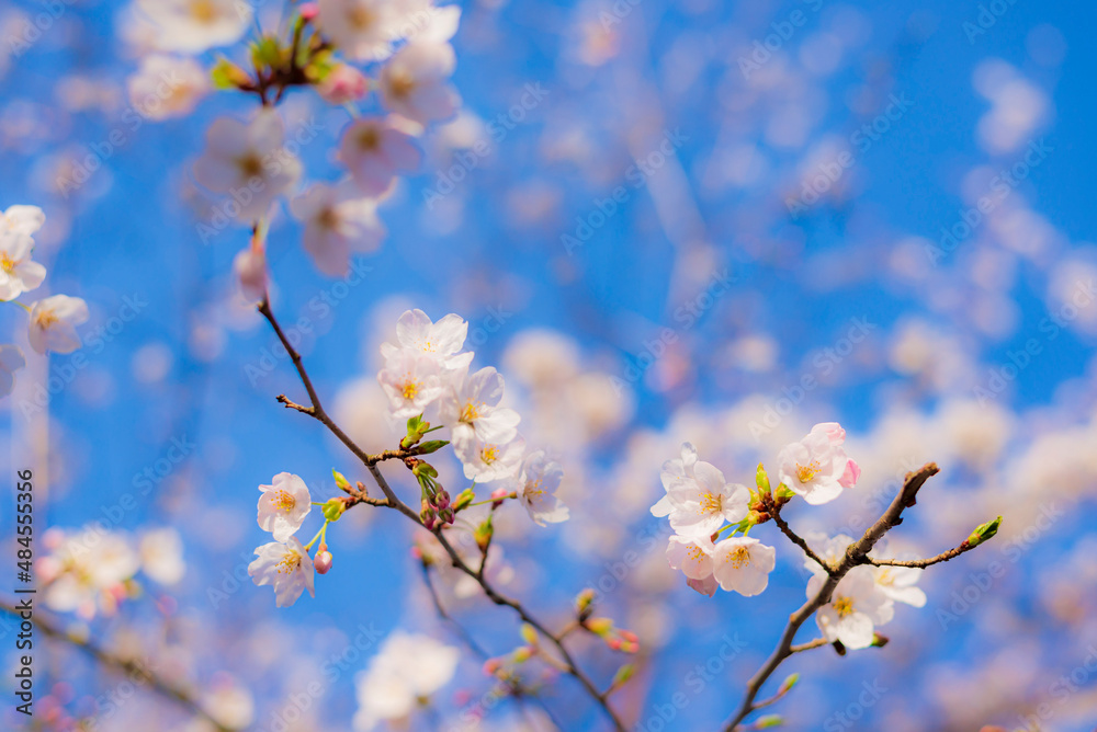 Cherry blossom Cherry blossom
