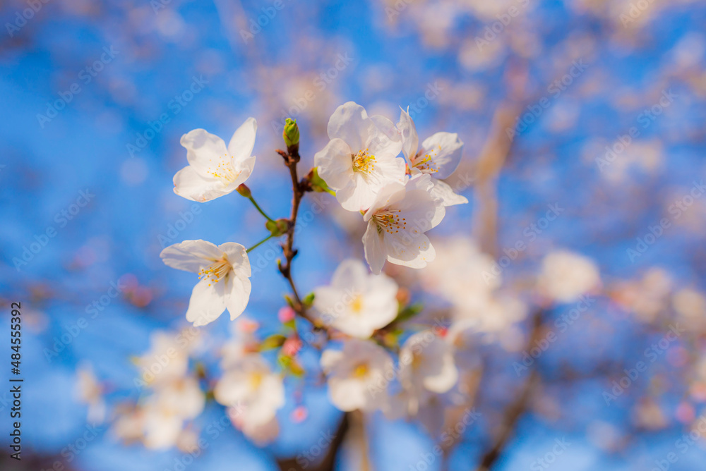 Cherry blossom