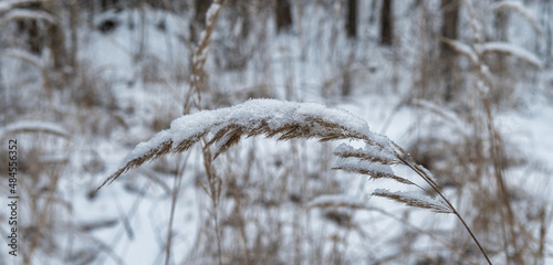 Dried ears of grass covered with snow