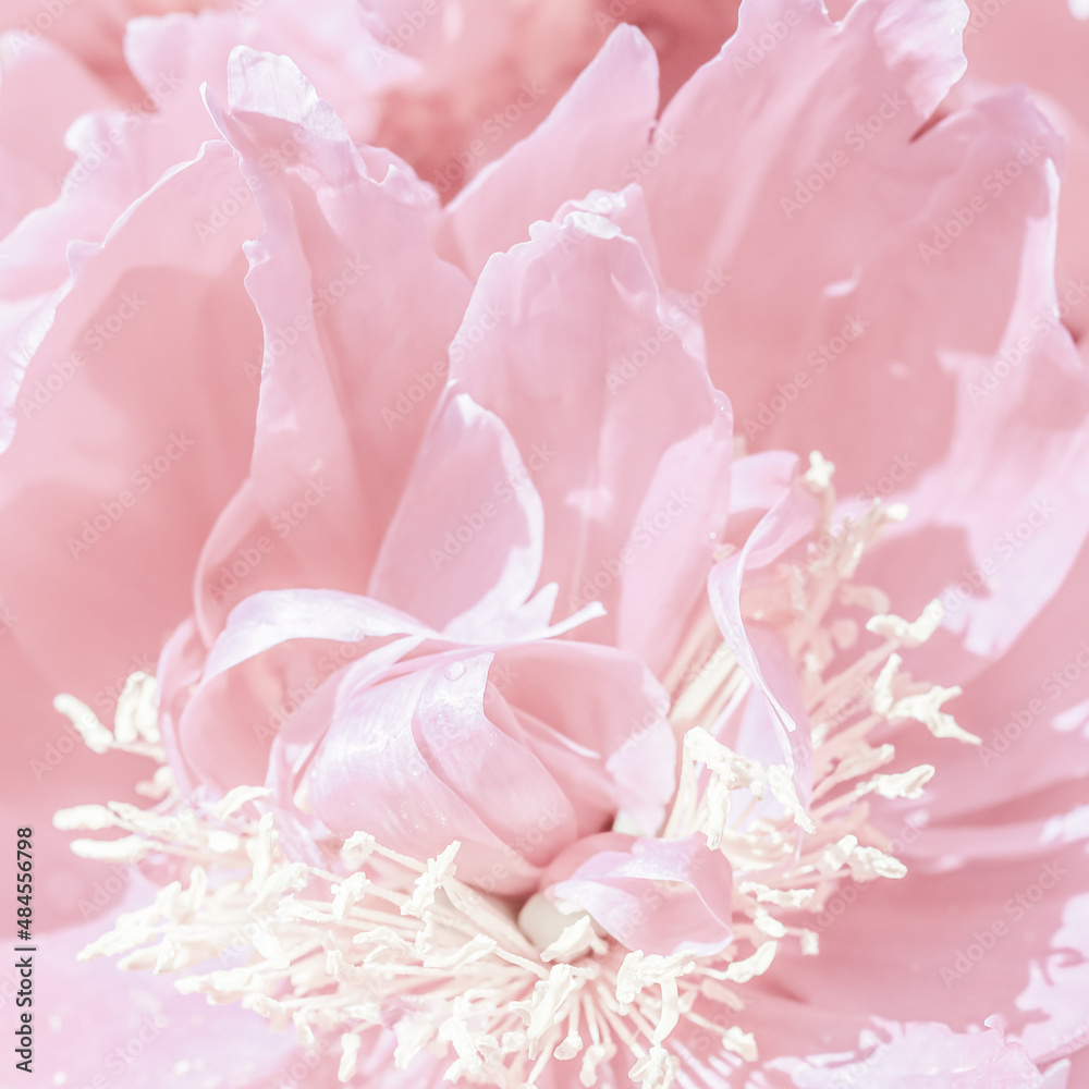 Soft focus, abstract floral background, pale pink peony flower petals