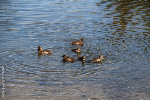 duck and ducklings, Gold Bar Park, Edmonton, Alberta