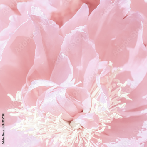 Soft focus, abstract floral background, pale pink peony flower petals © OLAYOLA