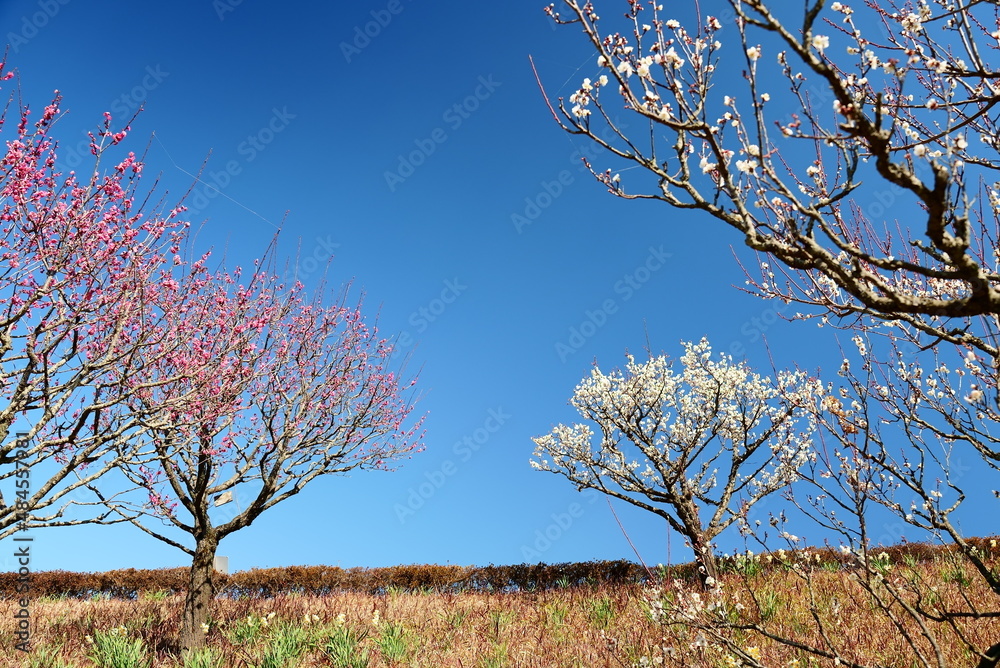 Obraz premium 晴れの日に美しい紅白の梅の花