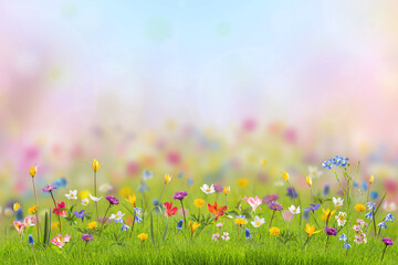 Wild flowers in green grass