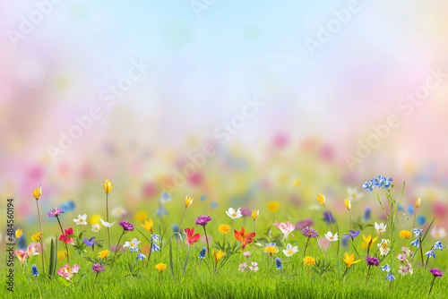Wild flowers in green grass